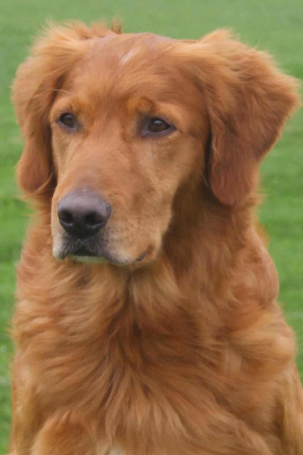 Adirondac Golden Retrievers