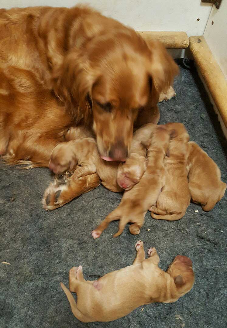 canoe puppies adirondac golden retrievers canoe puppies adirondac golden retrievers